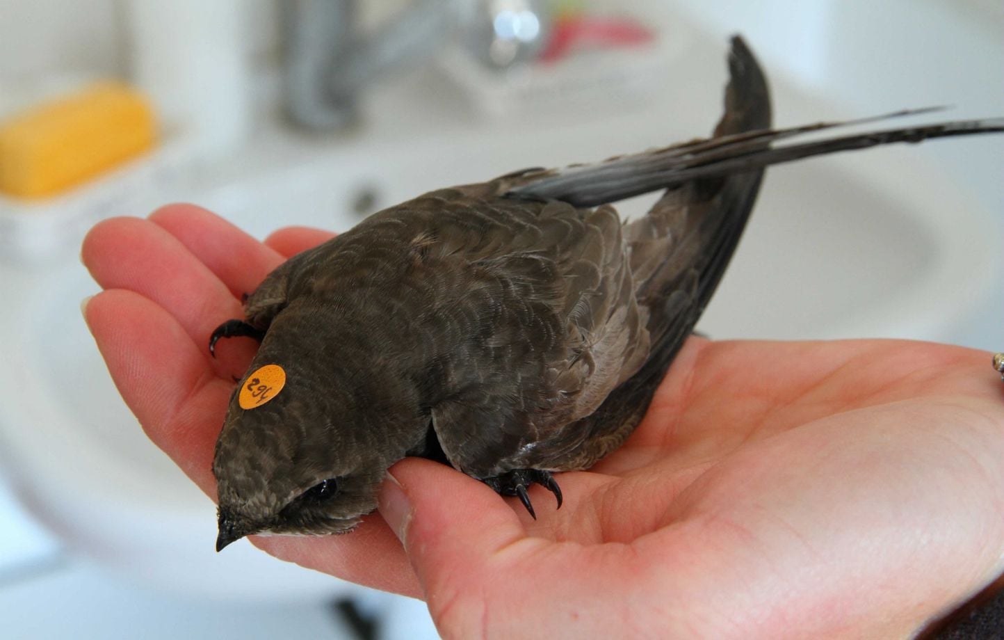 Canicules : Hérissons, renards et oiseaux asphyxiés par la chaleur, refuges en souffrance