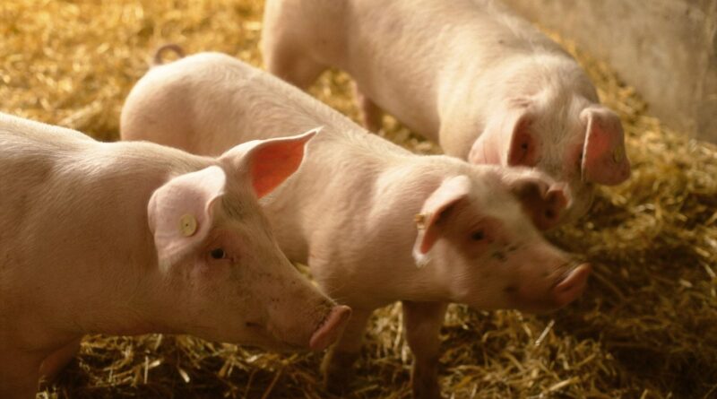 Côtes-d’Armor : Enquête sur un élevage avec plus de 300 porcs morts, selon L214
