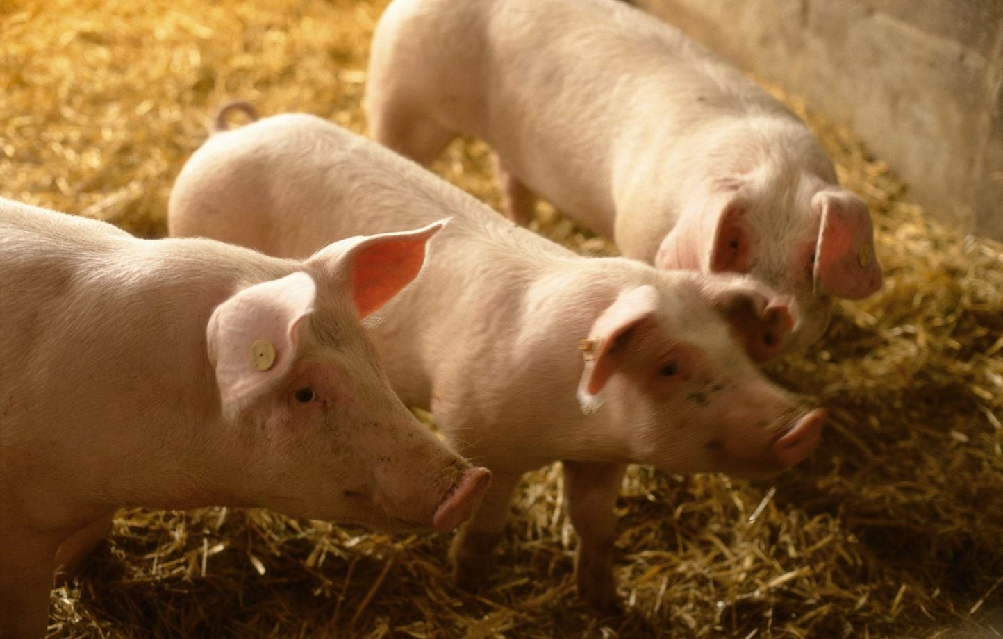 Côtes-d’Armor : Enquête sur un élevage avec plus de 300 porcs morts, selon L214