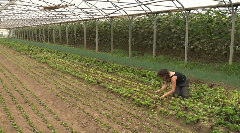 Des fruits et légumes moins nombreux et plus chers d'ici l'automne ? La sécheresse impactera votre portefeuille.