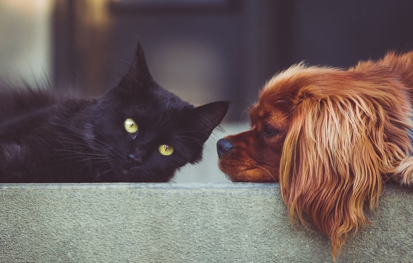 Des propriétaires d'animaux victimes d'une campagne de phishing après le piratage de l'I-CAD