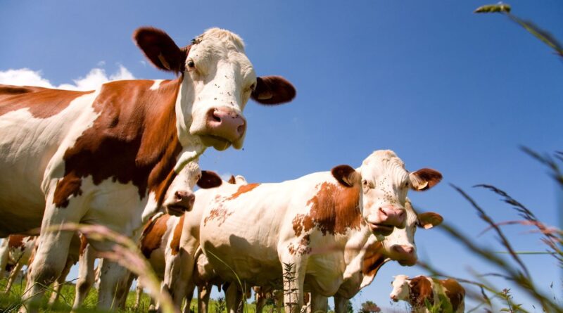 Des vaches en vadrouille sur l’E42 à Grâce-Hollogne après avoir quitté un pré