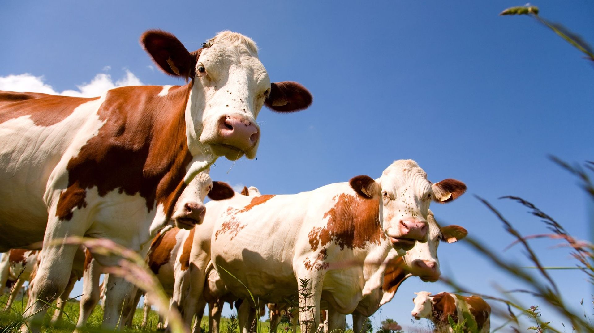 Des vaches en vadrouille sur l’E42 à Grâce-Hollogne après avoir quitté un pré
