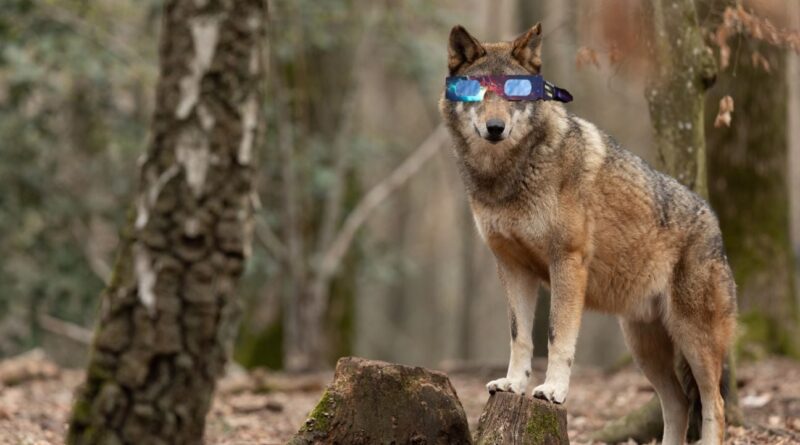 Eclipse solaire du 12 août : « Les oiseaux s’arrêtent de chanter »… Impact sur les animaux ?