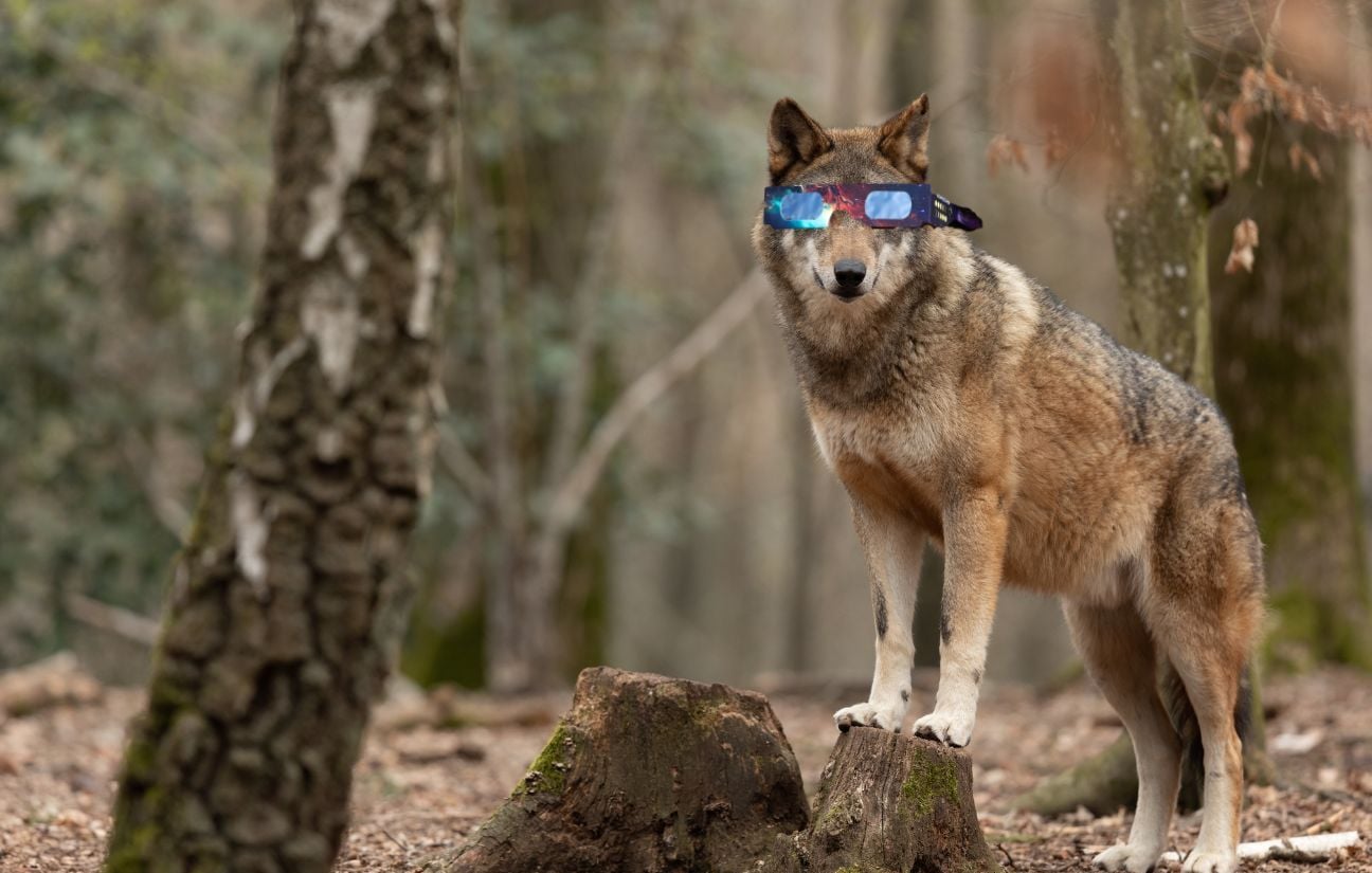 Eclipse solaire du 12 août : « Les oiseaux s’arrêtent de chanter »… Impact sur les animaux ?