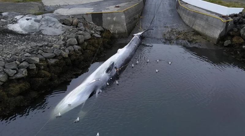 En Islande, la chasse à la baleine perdure, Paul Watson intervient.