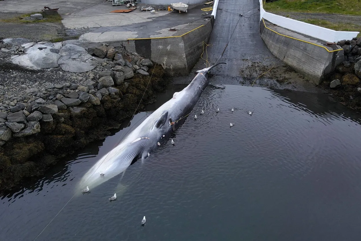 En Islande, la chasse à la baleine perdure, Paul Watson intervient.