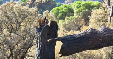 Espagne : Un soldat décède dans un incendie en Aragon