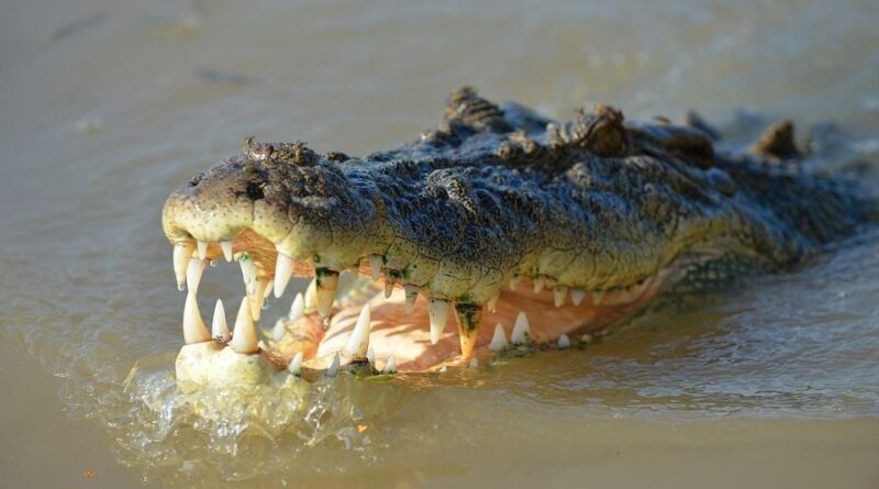 Etats-Unis : Un homme crève l'œil d'un alligator pour survivre