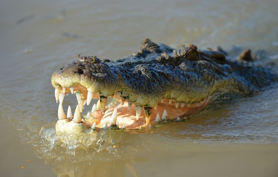 Etats-Unis : Un homme crève l'œil d'un alligator pour survivre
