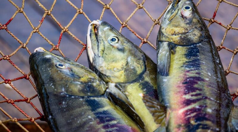 Gironde : La préfecture valide une megaferme d'élevage de saumons contestée