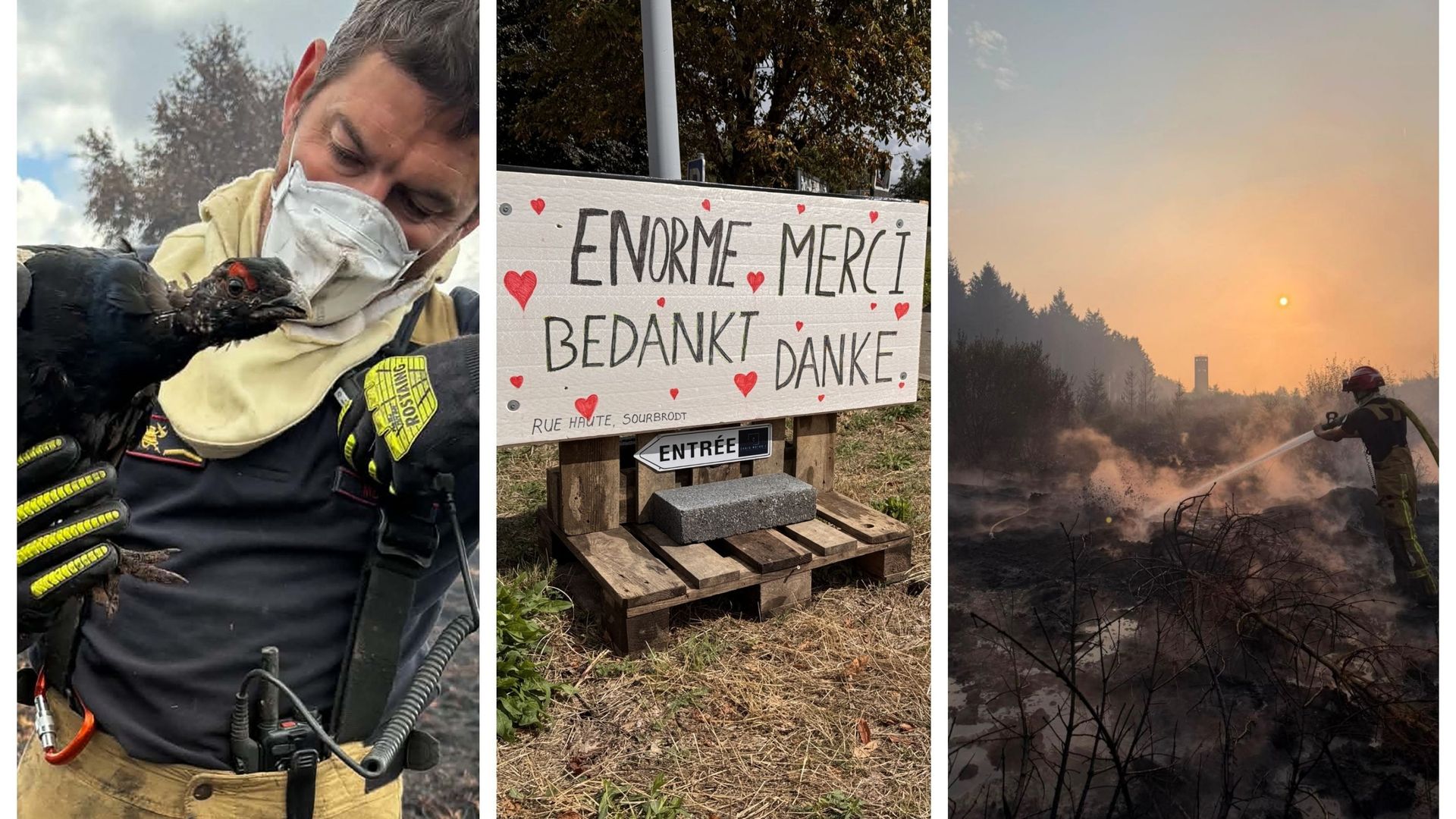 Incendie dans les Hautes Fagnes : feu contrôlé, surveillance planifiée, tétras-lyre sauvé