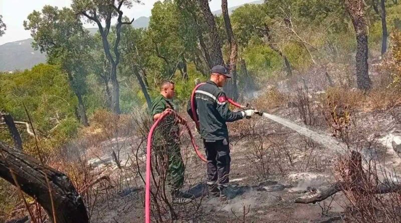 Incendies à Jendouba : Alaa Ghazouani dément la destruction totale à Fernana
