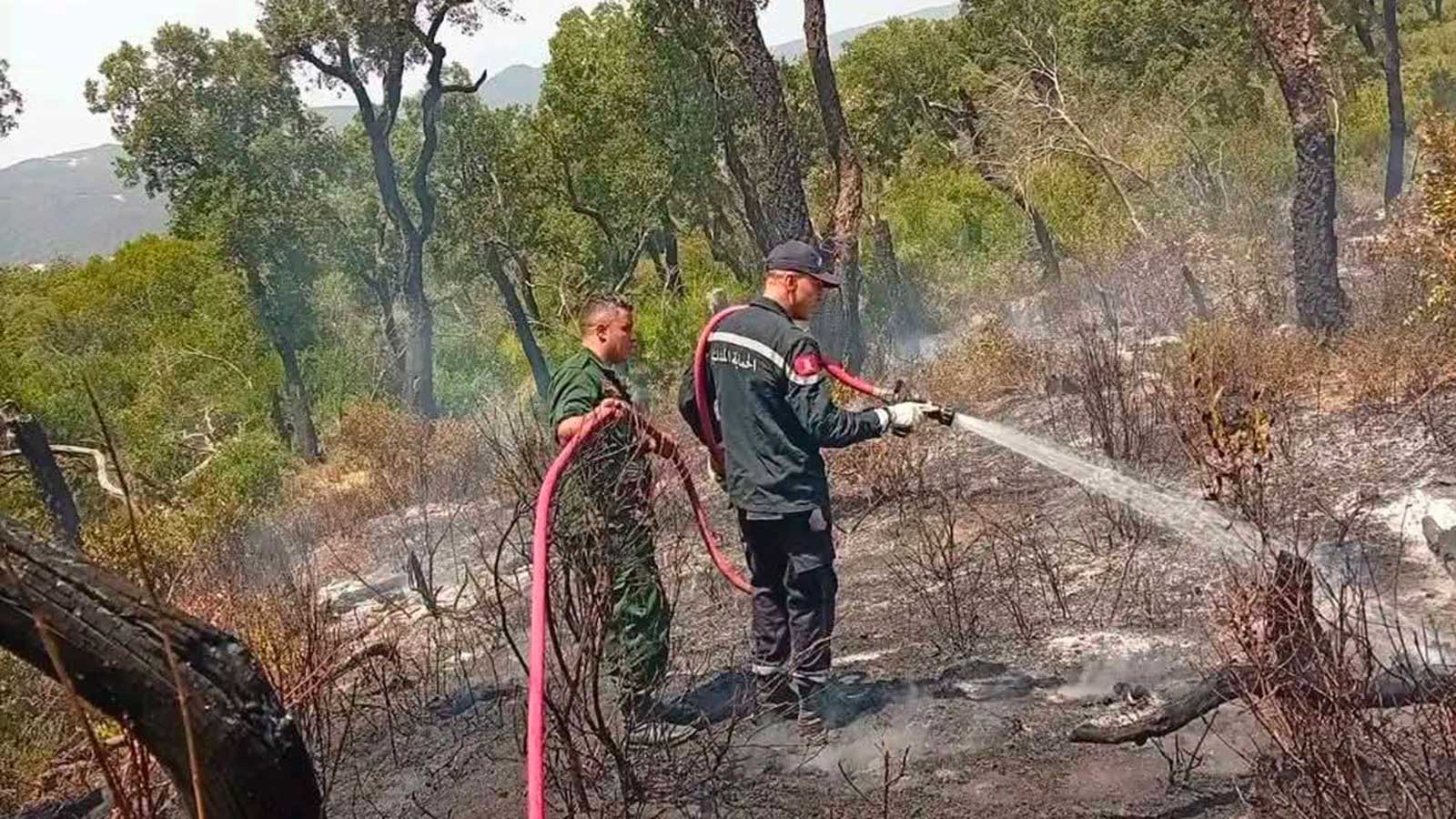 Incendies à Jendouba : Alaa Ghazouani dément la destruction totale à Fernana