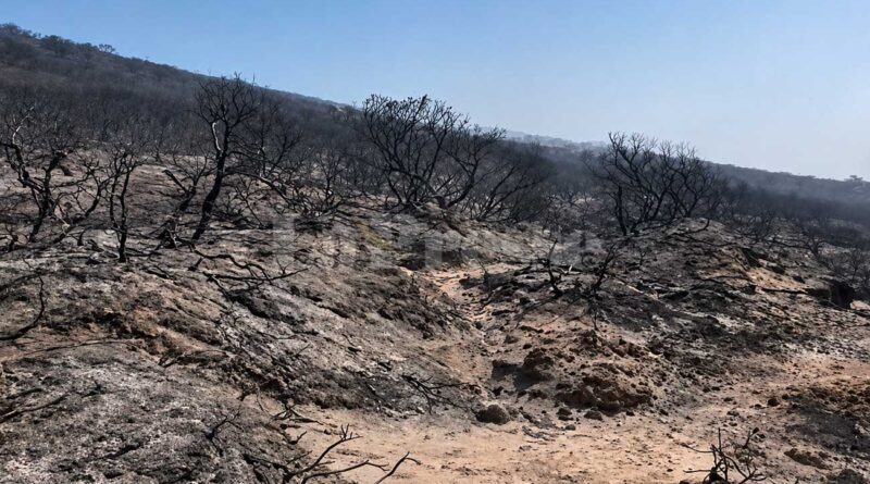 Incendies de forêt : les raisons de ne pas reboiser après les flammes