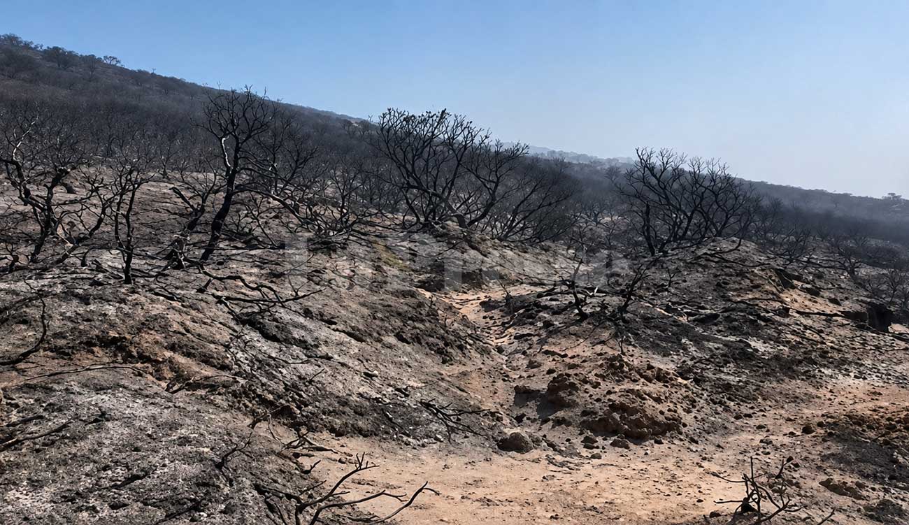 Incendies de forêt : les raisons de ne pas reboiser après les flammes