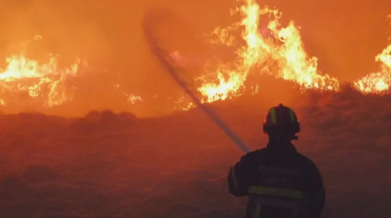 Incendies en Europe : combien d'années pour la régénération de la nature ?