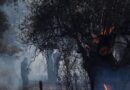 Incendies en Grèce : 300 arrestations depuis le début de l'année