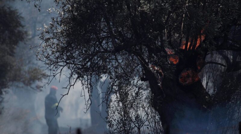 Incendies en Grèce : 300 arrestations depuis le début de l'année