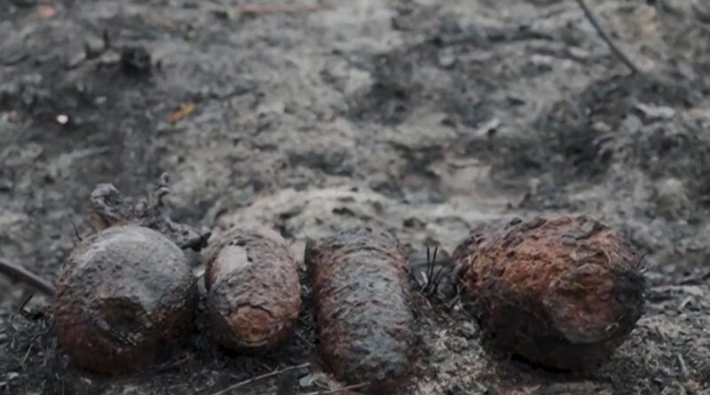 Incendies et sécheresse en Europe : des obus de la seconde guerre mondiale révélés