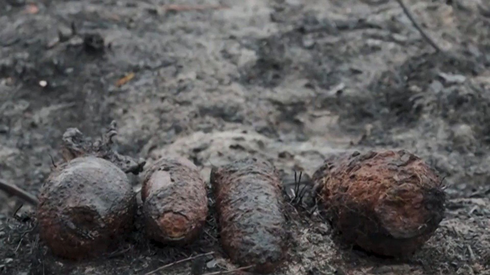 Incendies et sécheresse en Europe : des obus de la seconde guerre mondiale révélés