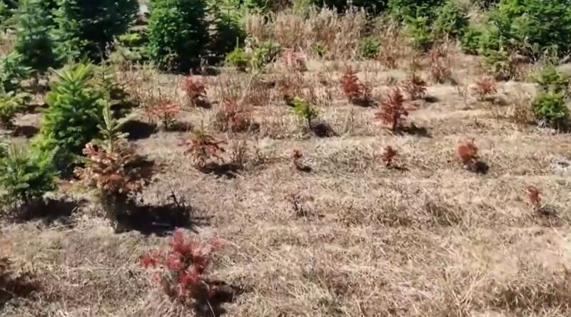 La sécheresse inquiète les producteurs : sapins de Noël en danger ?