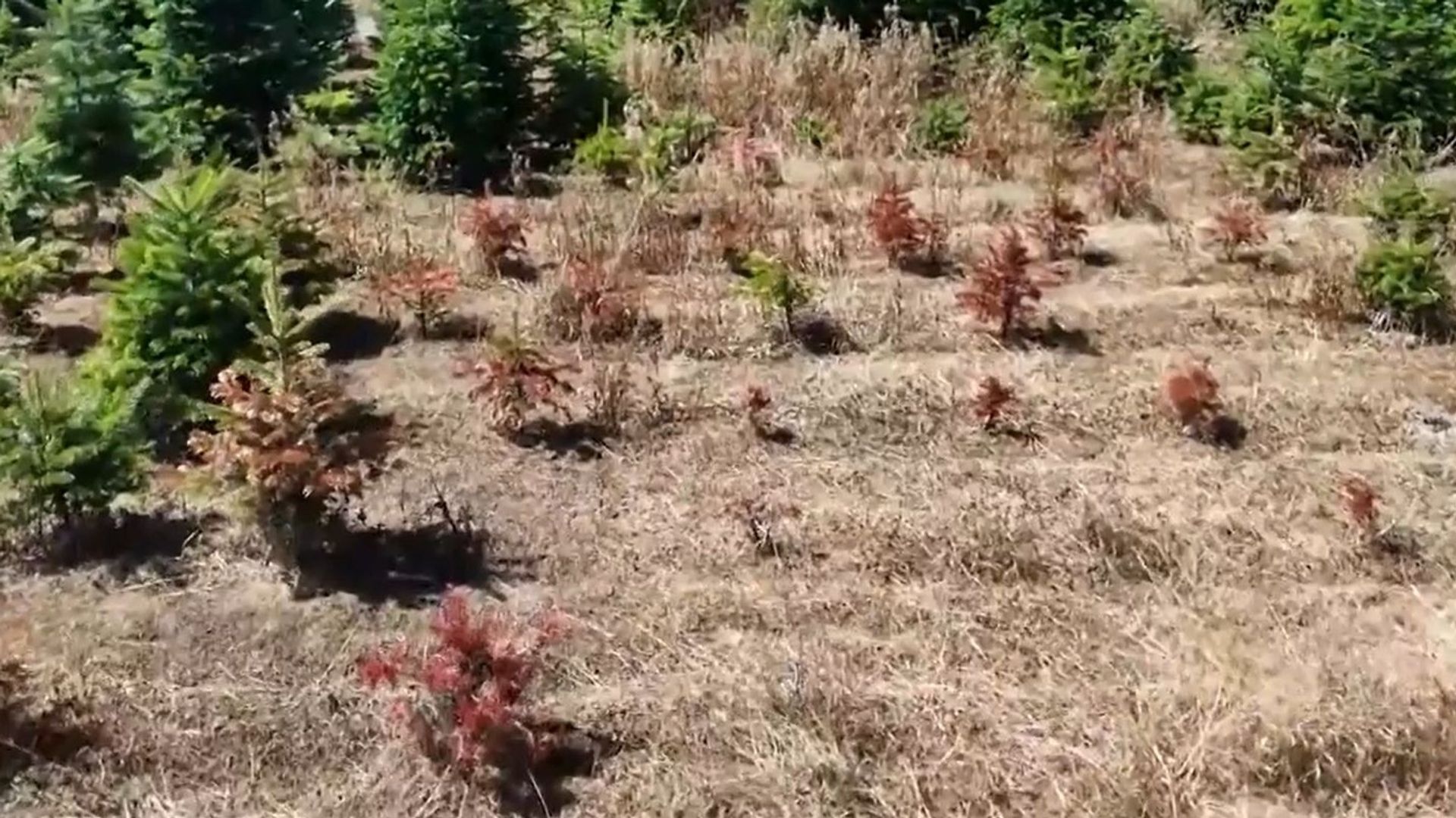 La sécheresse inquiète les producteurs : sapins de Noël en danger ?