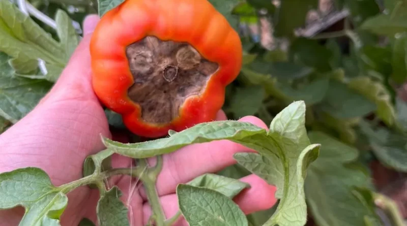 Le 'cul noir' de la tomate : causes et solutions pour jardiniers amateurs