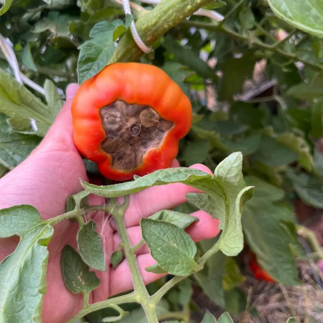 Le 'cul noir' de la tomate : causes et solutions pour jardiniers amateurs