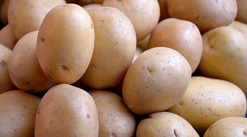 Les exportations de pommes de terre vers le Maroc augmentent de 50 %