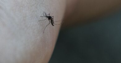 Macédoine du Nord : Cinq décès liés au virus du Nil occidental