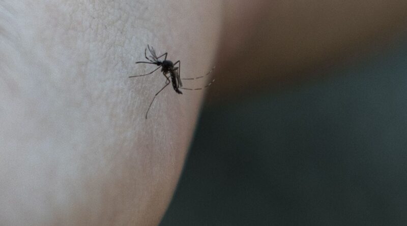 Macédoine du Nord : Cinq décès liés au virus du Nil occidental