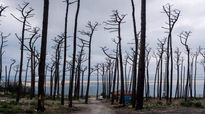 Mégafeu en Gironde : Quelles seront les conséquences pour la forêt ?