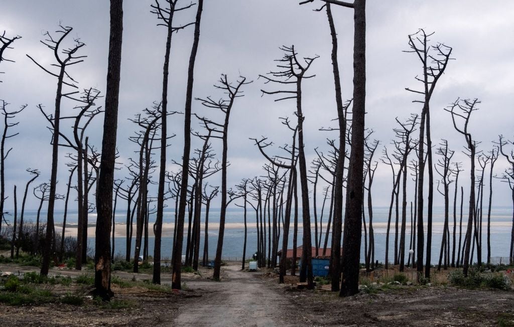 Mégafeu en Gironde : Quelles seront les conséquences pour la forêt ?