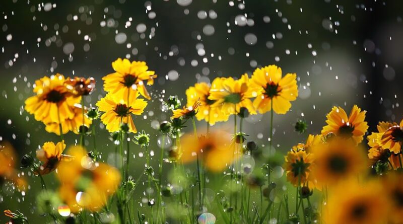Météo : températures en légère baisse et pluies orageuses prévues