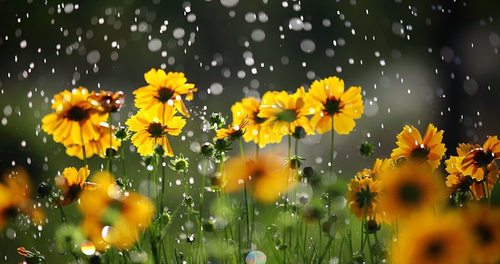 Météo : températures en légère baisse et pluies orageuses prévues