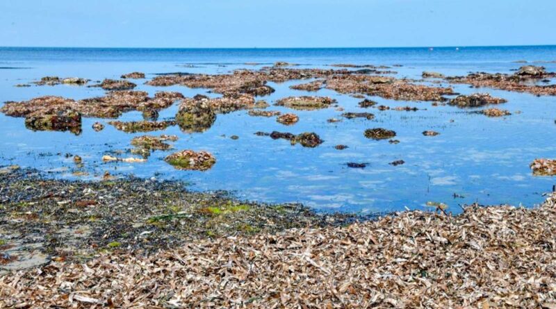 « Notre mer est en ébullition : 30°C dans le golfe de Gabès menace poissons et posidonies »