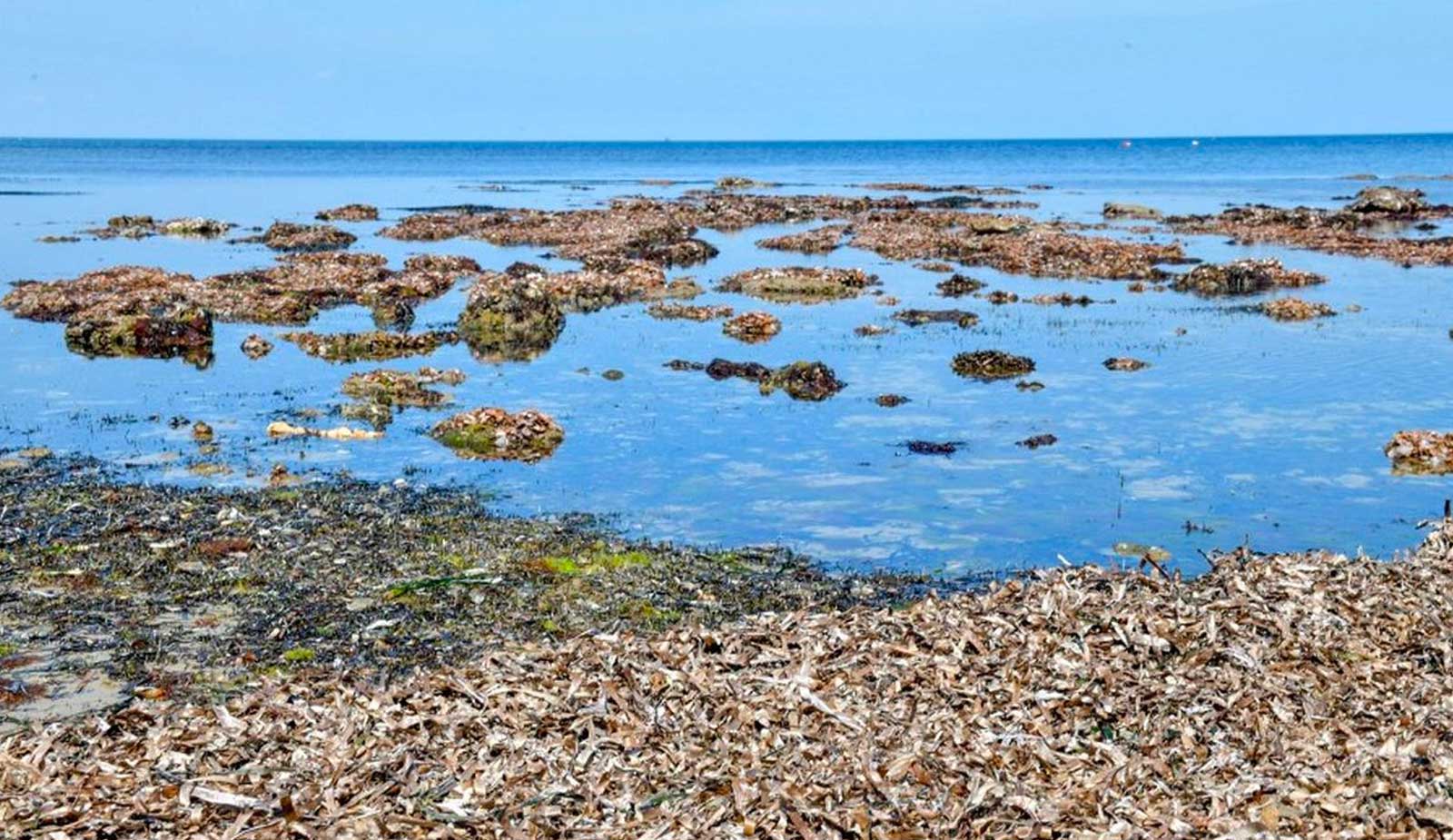 « Notre mer est en ébullition : 30°C dans le golfe de Gabès menace poissons et posidonies »