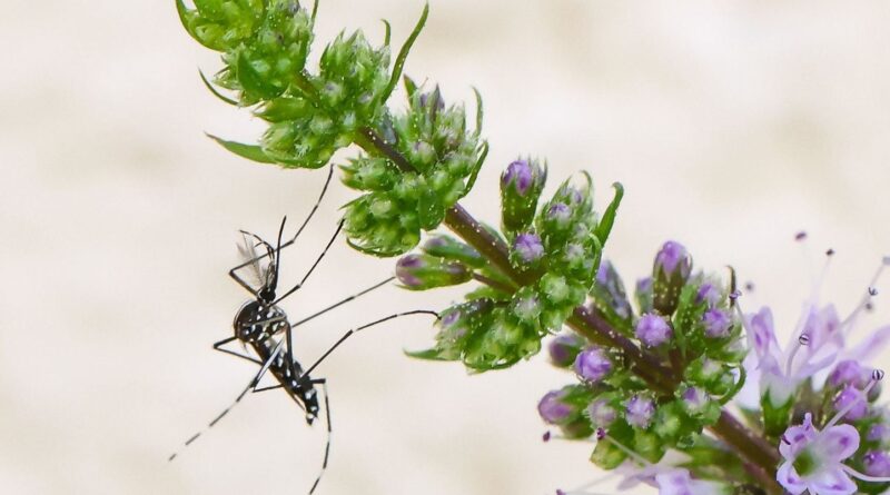 Nouveaux cas de Chikungunya, dengue et virus du Nil dans le sud de la France