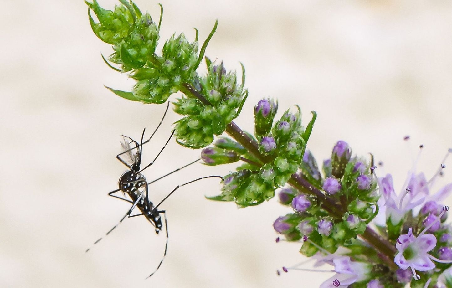 Nouveaux cas de Chikungunya, dengue et virus du Nil dans le sud de la France