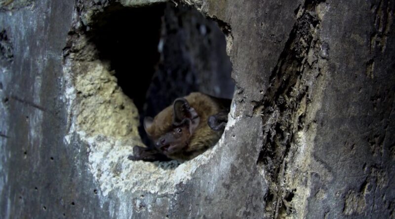 Nuit européenne des chauves-souris : découvrir ces alliées précieuses