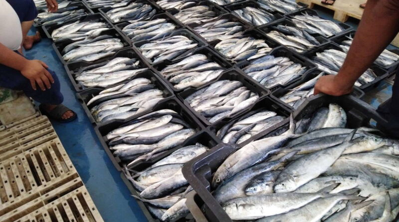 Pêche de la lambouka : vigilance sur les poissons avant le 15 août