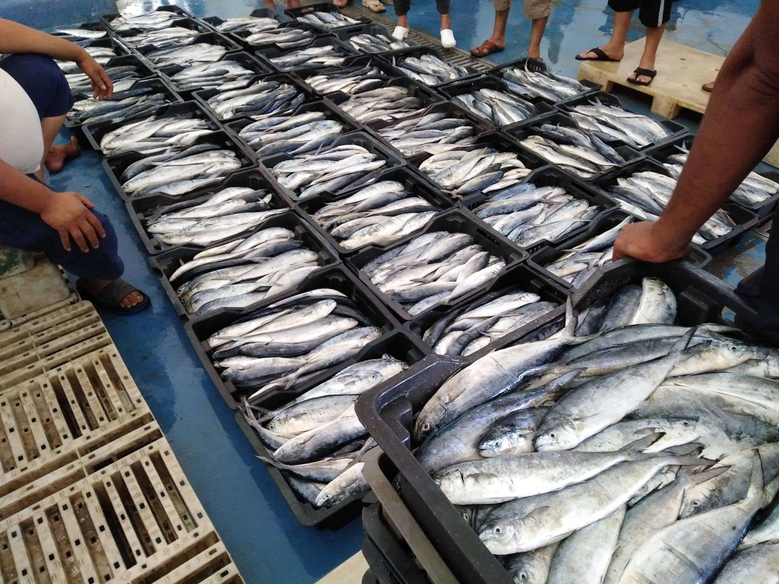 Pêche de la lambouka : vigilance sur les poissons avant le 15 août