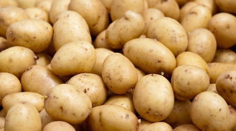 Pommes de terre : 61% du stock national stocké à Nabeul