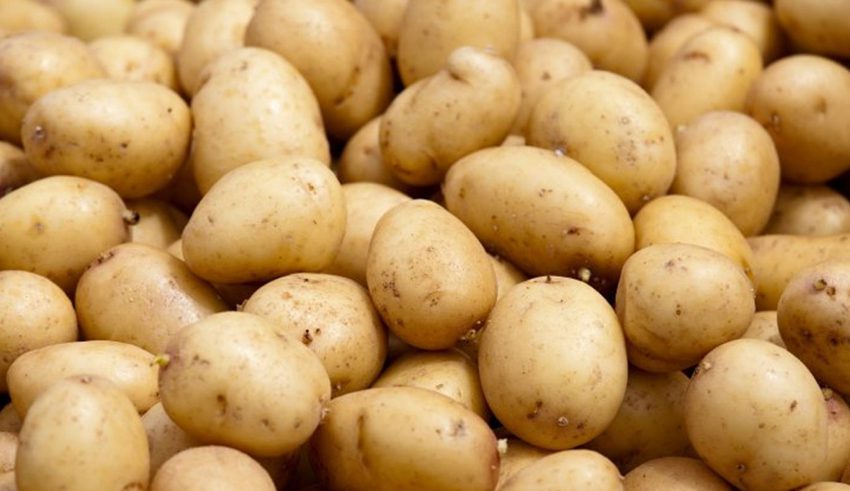 Pommes de terre : 61% du stock national stocké à Nabeul