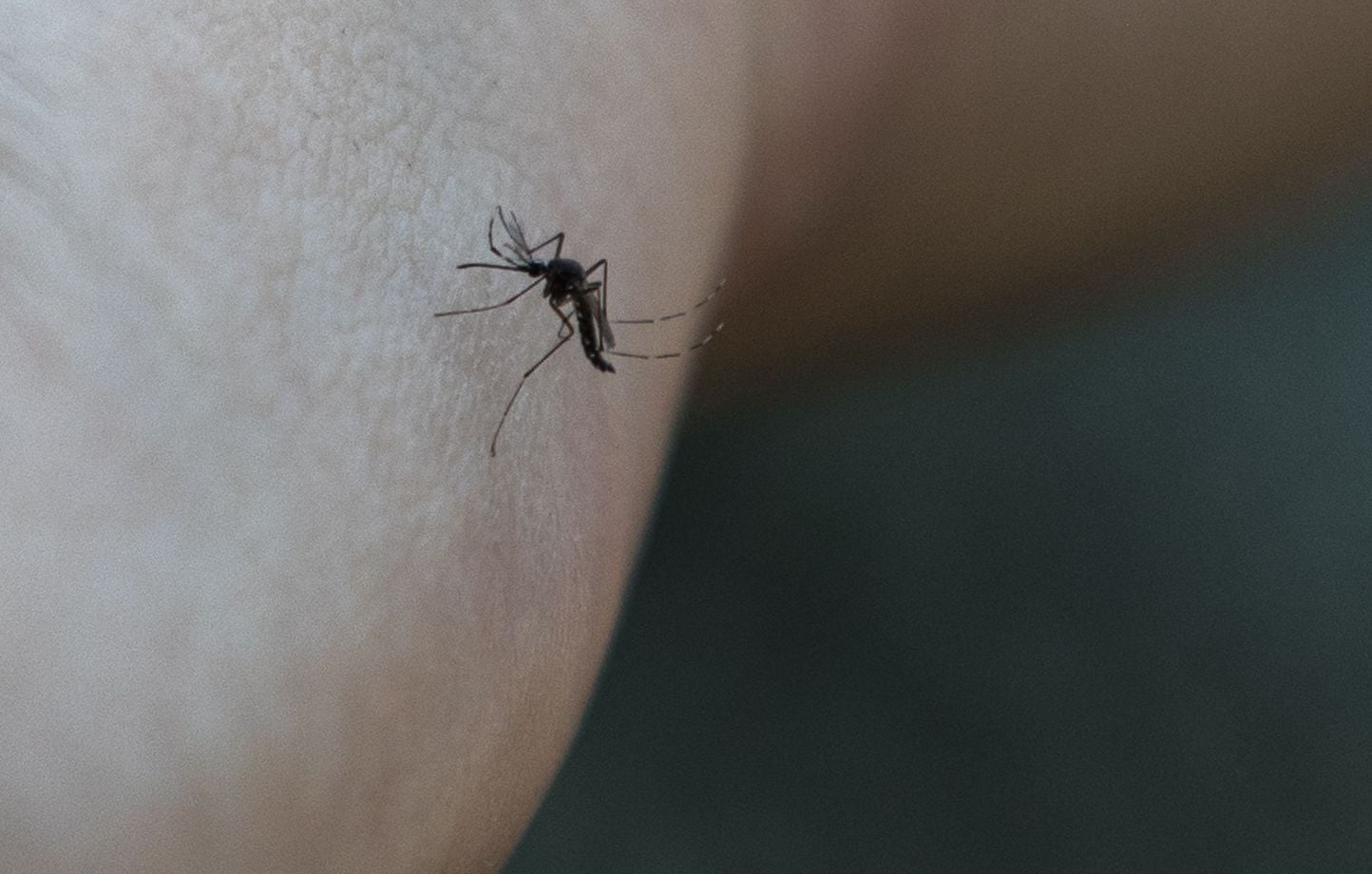 « Pourquoi les moustiques ne piquent-ils que moi ? » : Questions fréquentes sur ces insectes.