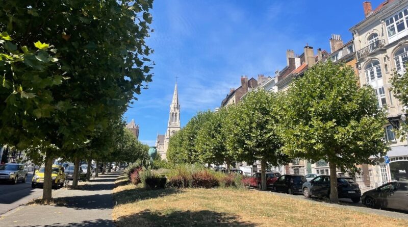 Schaerbeek : mobilisation pour sauver 108 platanes, la commune "réexamine le dossier"