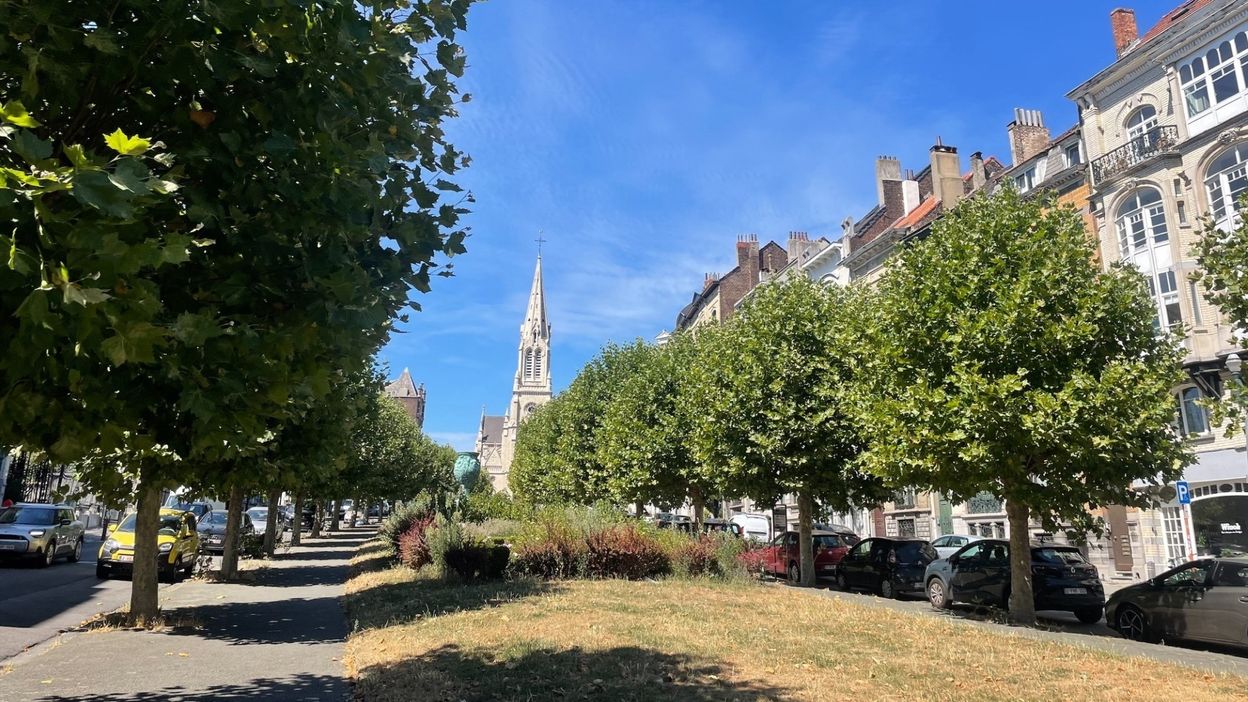 Schaerbeek : mobilisation pour sauver 108 platanes, la commune "réexamine le dossier"