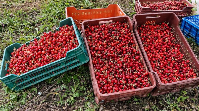 Siliana : Cerises, pommes et figues, trois filières résilientes au climat