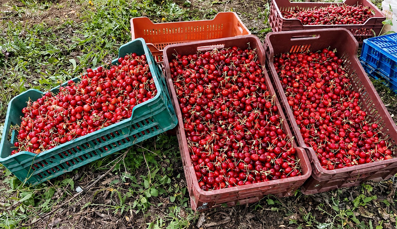Siliana : Cerises, pommes et figues, trois filières résilientes au climat